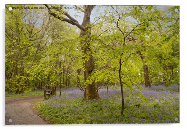 Woodland bluebells Acrylic by Sally Wallis