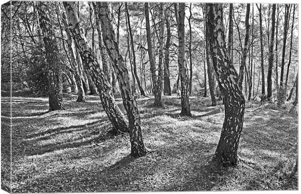 New forest trees and shadows Canvas Print by michelle rook