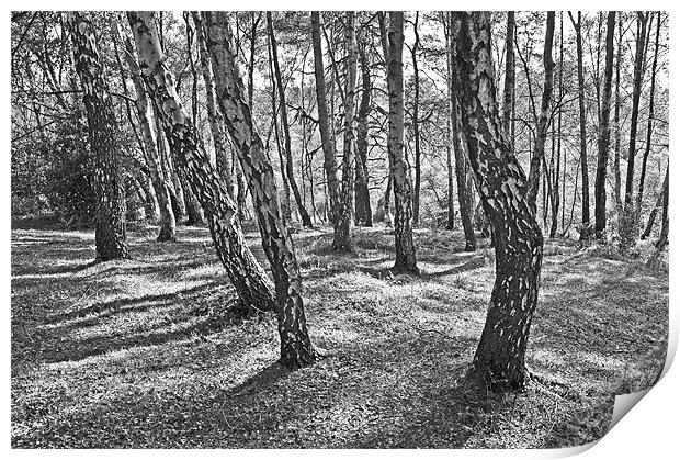 New forest trees and shadows Print by michelle rook