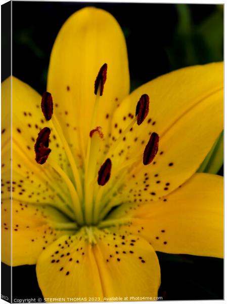 Yellow Lily Flower Canvas Print by STEPHEN THOMAS