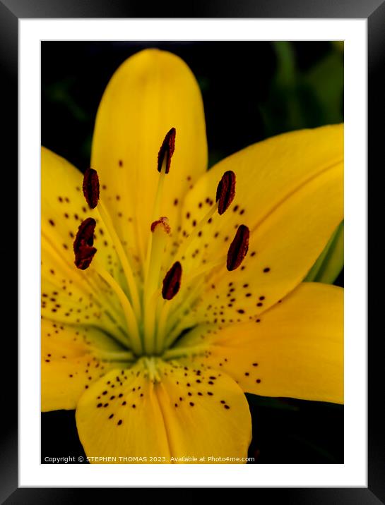 Yellow Lily Flower Framed Mounted Print by STEPHEN THOMAS
