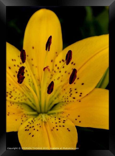 Yellow Lily Flower Framed Print by STEPHEN THOMAS