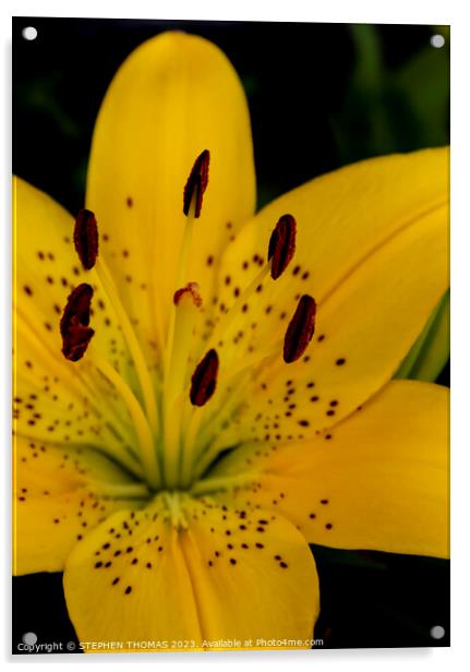 Yellow Lily Flower Acrylic by STEPHEN THOMAS