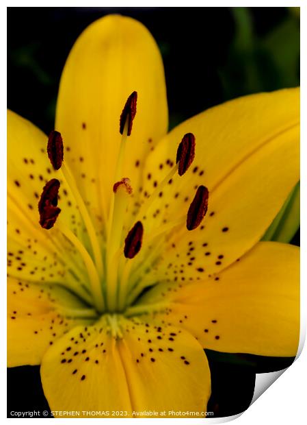 Yellow Lily Flower Print by STEPHEN THOMAS