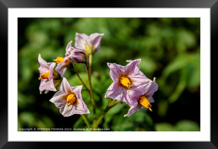 Potato Blossoms Framed Mounted Print by STEPHEN THOMAS
