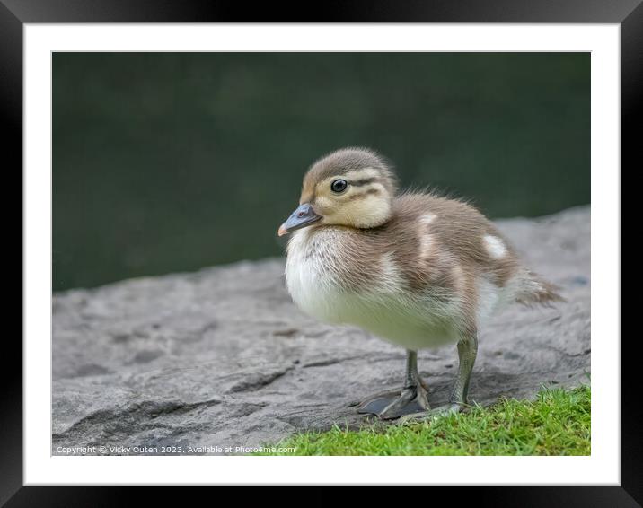 Beautiful mandarin duckling  Framed Mounted Print by Vicky Outen