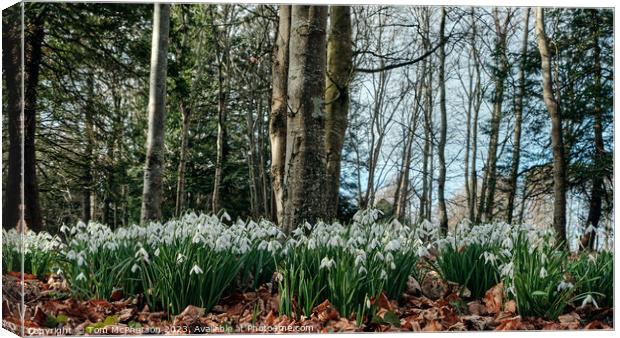 Enchanted Snowdrops Forest Canvas Print by Tom McPherson