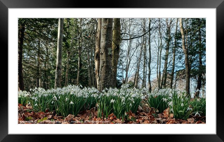 Enchanted Snowdrops Forest Framed Mounted Print by Tom McPherson