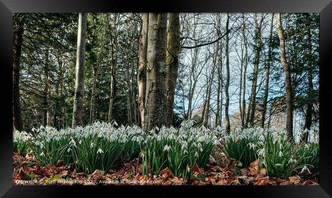 Enchanted Snowdrops Forest Framed Print by Tom McPherson