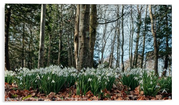 Enchanted Snowdrops Forest Acrylic by Tom McPherson