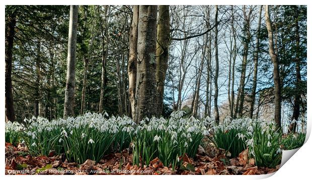 Enchanted Snowdrops Forest Print by Tom McPherson