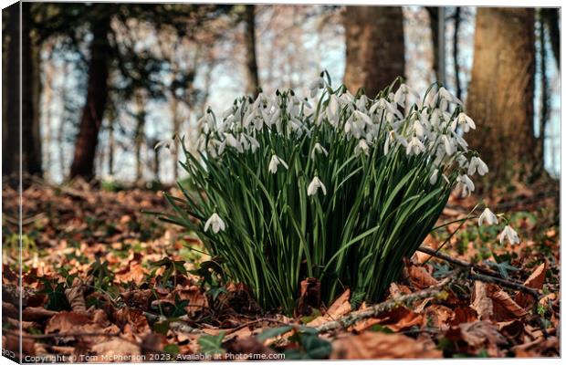 Delicate Snowdrops Adorning Forest Floor Canvas Print by Tom McPherson