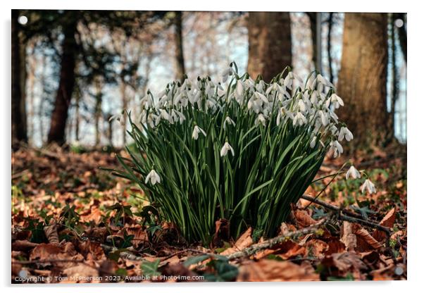 Delicate Snowdrops Adorning Forest Floor Acrylic by Tom McPherson