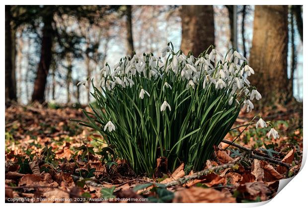 Delicate Snowdrops Adorning Forest Floor Print by Tom McPherson