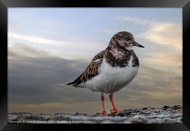 Turnstone's Dance on the Rocky Shore Framed Print by Tom McPherson