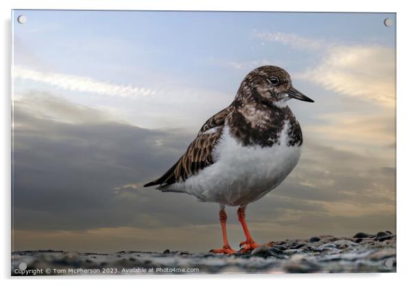 Turnstone's Dance on the Rocky Shore Acrylic by Tom McPherson