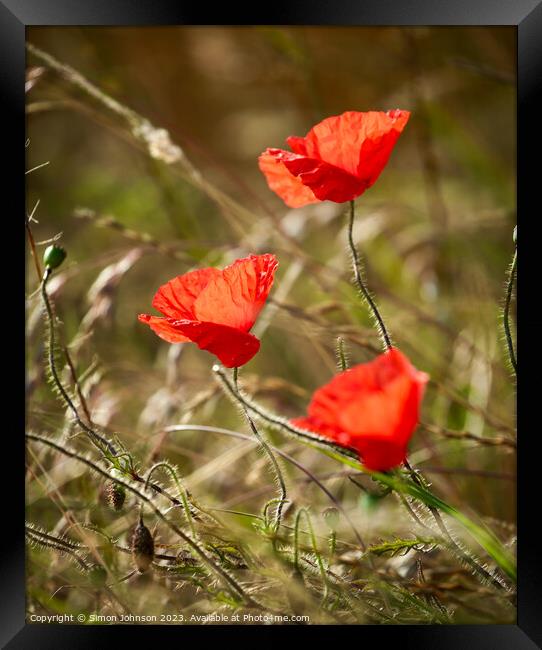  hatrick of sunlit poppies Framed Print by Simon Johnson