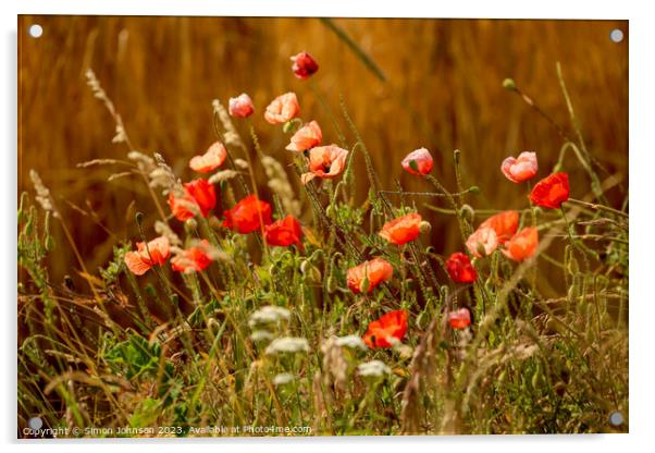 sunlit Poppy flowers Acrylic by Simon Johnson