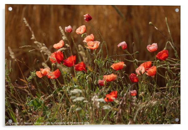 sunlit poppy t flower Acrylic by Simon Johnson