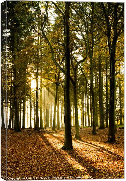Autumn Silhouettes I Canvas Print by Tom Maslen