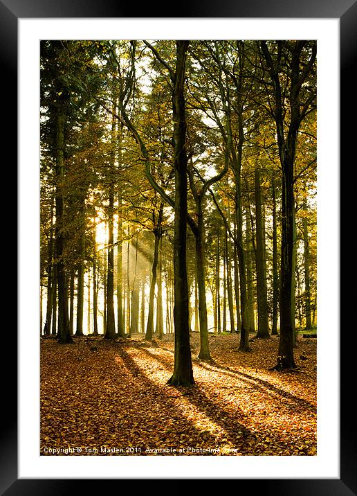 Autumn Silhouettes I Framed Mounted Print by Tom Maslen