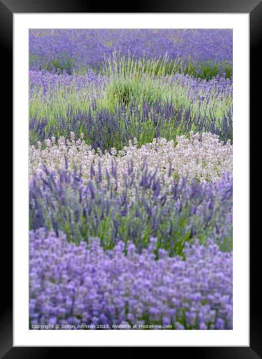 Lavender  Framed Mounted Print by Simon Johnson