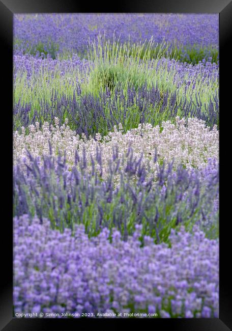 Lavender  Framed Print by Simon Johnson
