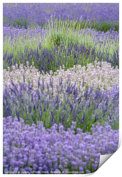 Lavender  Print by Simon Johnson