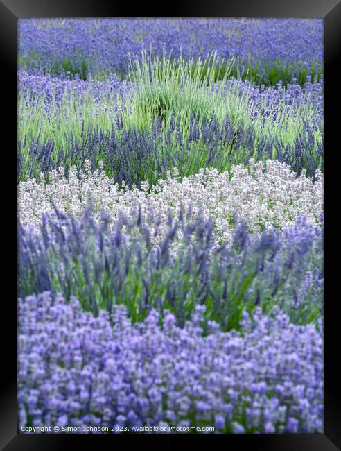 lavender  Framed Print by Simon Johnson