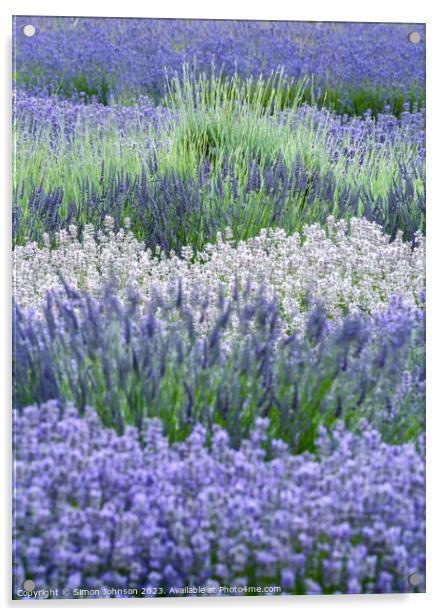 lavender  Acrylic by Simon Johnson