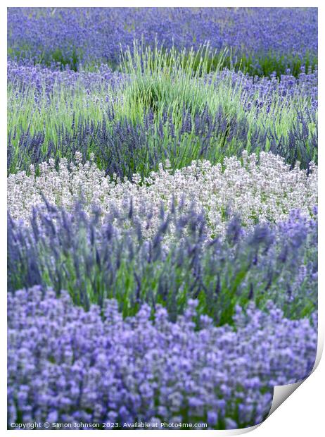 lavender  Print by Simon Johnson