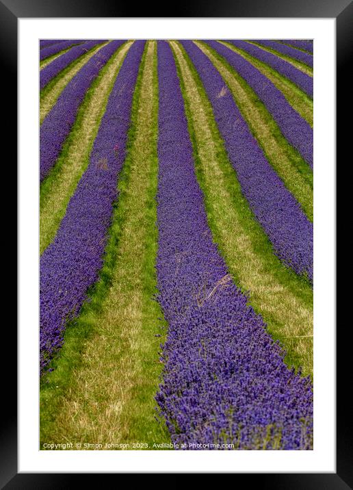 Lavender lines Framed Mounted Print by Simon Johnson