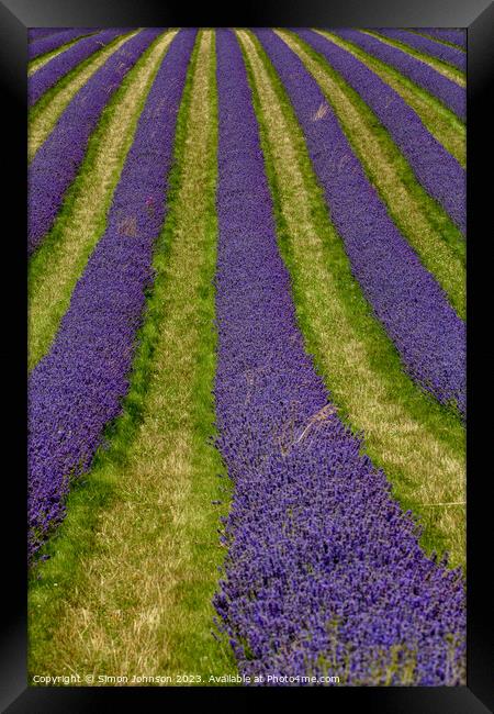 Lavender lines Framed Print by Simon Johnson