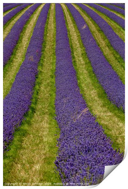 Lavender lines Print by Simon Johnson