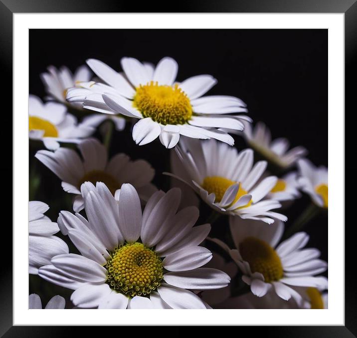 Plant flower Daisy Framed Mounted Print by Paddy 