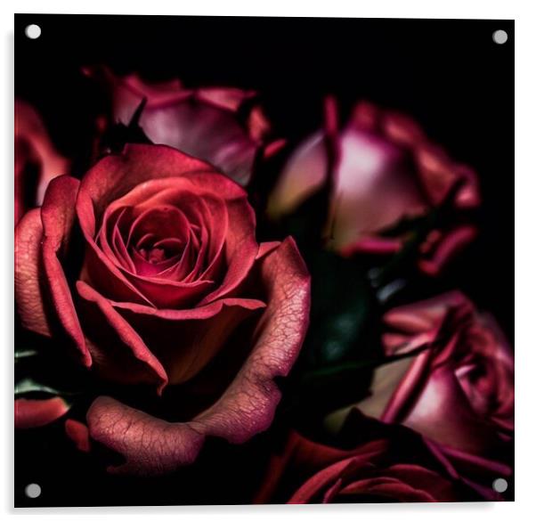 Rose bush, Acrylic by Paddy 