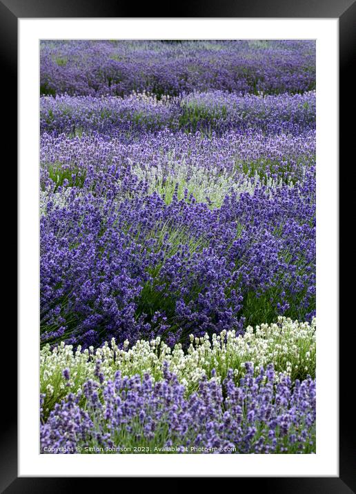 Lavender field  Framed Mounted Print by Simon Johnson