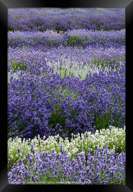 Lavender field  Framed Print by Simon Johnson
