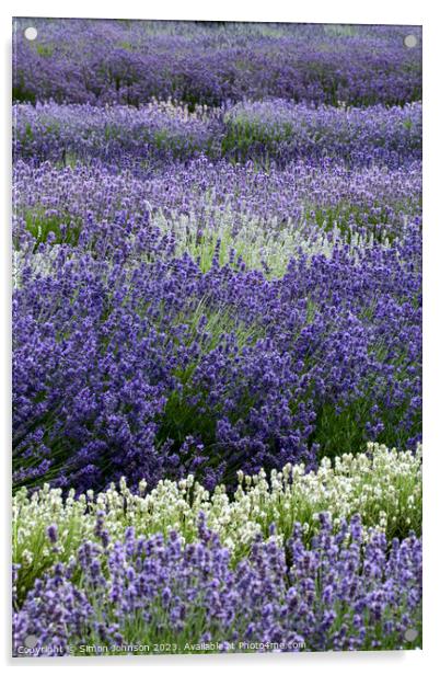 Lavender field  Acrylic by Simon Johnson