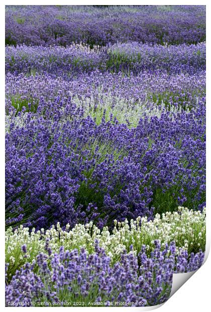 Lavender field  Print by Simon Johnson