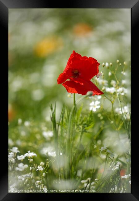 Poppy  flower Framed Print by Simon Johnson