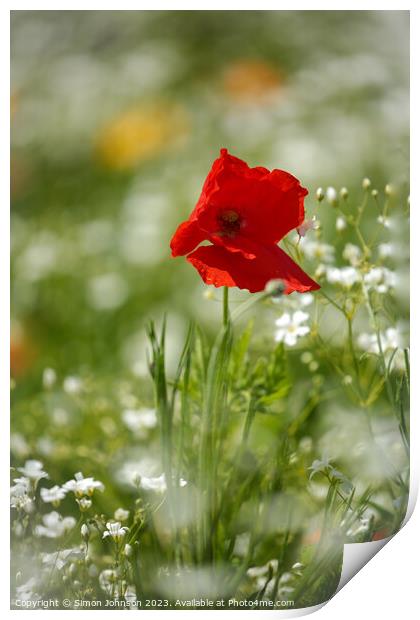 Poppy  flower Print by Simon Johnson