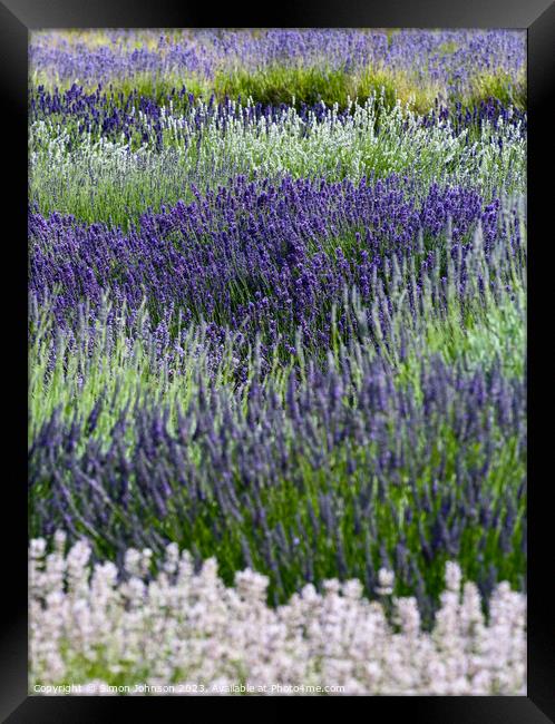 Lavender  Framed Print by Simon Johnson