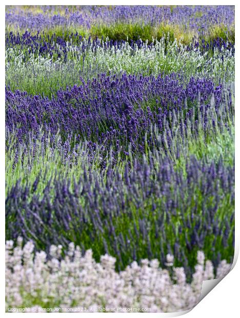 Lavender  Print by Simon Johnson