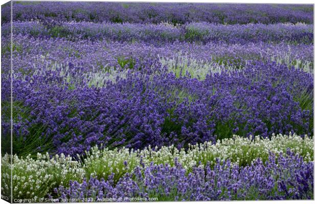 lavender field Canvas Print by Simon Johnson