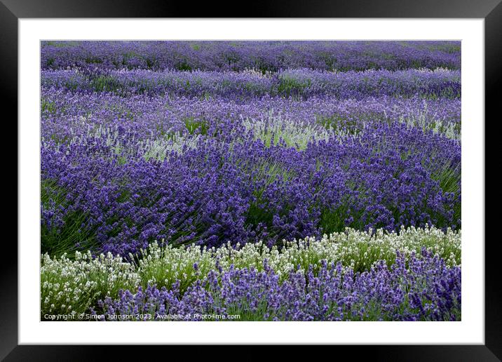 lavender field Framed Mounted Print by Simon Johnson