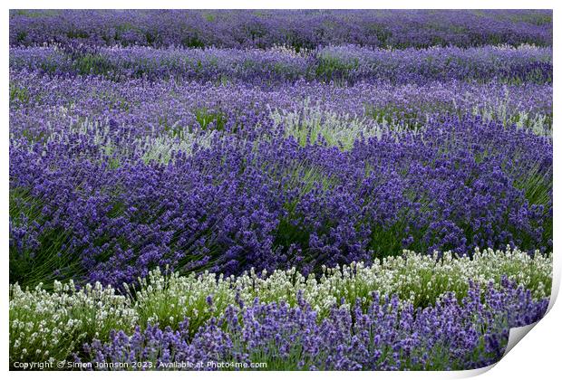 lavender field Print by Simon Johnson