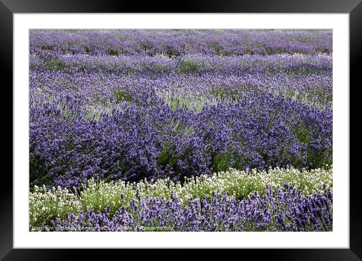 Lavender field Framed Mounted Print by Simon Johnson
