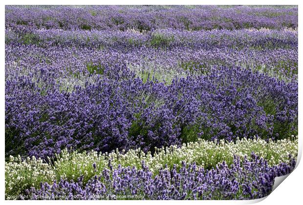 Lavender field Print by Simon Johnson