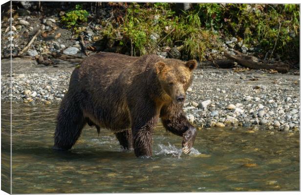 Wild Grizzly Bear At The Orford River Canvas Print by rawshutterbug 